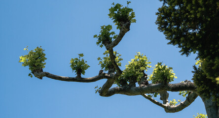 Beautiful tree branch and leaf formation with blue sky as background
