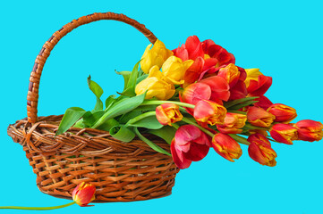 Fototapeta na wymiar Bouquet of tulip flowers in basket on blue background, copy space.