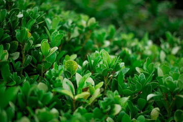 green background, lots of leaves, macro closeup
