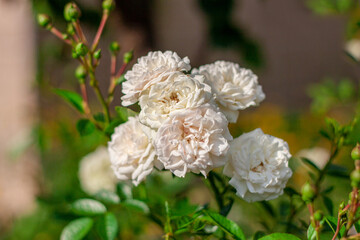  group of small blooming white roses  in the garden on a bright sunny day