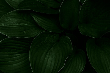 Gloomy dark green large leaves background. Top view. Close up. Natural background and eco concept.