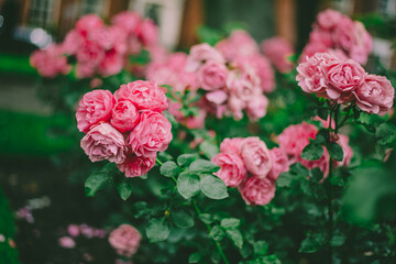 a garden full of blooming roses, pink and red flowers
