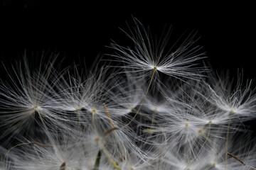 white dandelion stamen close up macro on a black background Background of dandelion flower umbrella seeds