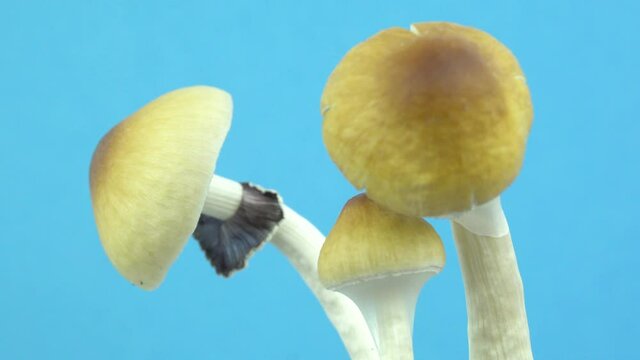 Psilocybe cubensis magic mushrooms. Mushroom rotation on a blue background. Sacred mushroom mazatek.