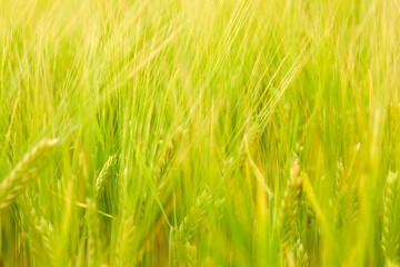 Fototapeta premium green wheat field on the farm field
