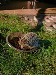 hedgehog in the grass © Justyna