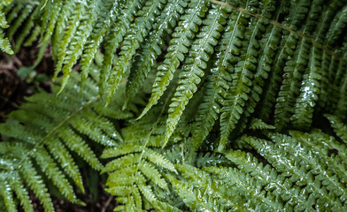 Leaves of fern bush close up as tropical botanical exotic natural green pattern nature after rain                       