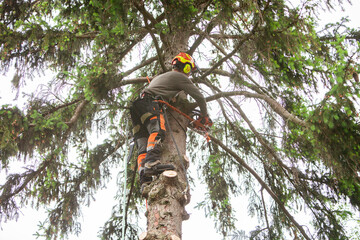 tree carer with chainsaw in spruce tree sawing branches off the tree