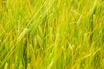 green wheat field on the farm field