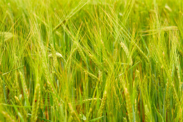 green wheat field on the farm field