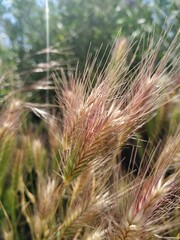 Golden barley in the field