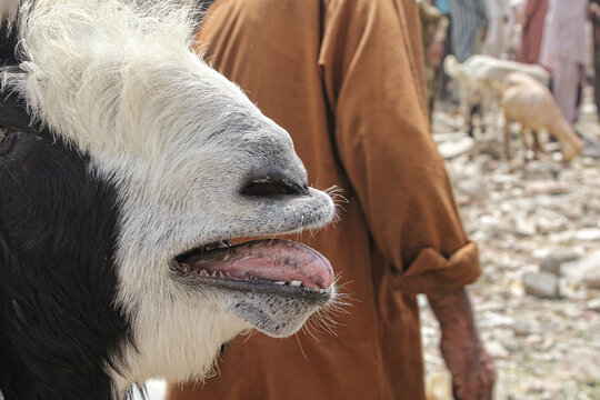 Closeup of beautiful Goat.