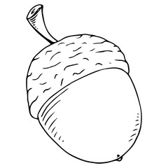 Acorn. Vector illustration of an oak acorn. Hand drawn acorn.