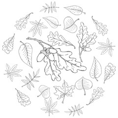 Set leaves. Autumn, spring leaves. Vector illustration of set leaves. Hand drawn leaves.
