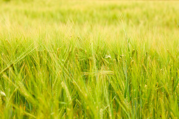 Obraz premium green wheat field on the farm field