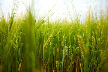 green wheat field on the farm field