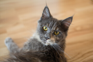 Obraz premium The gray and brown kitten of the Main Coon breed lies and smiles beautifully. Face of cat. Yellow eyes.
