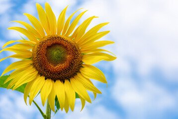Obraz premium Blooming sunflower in the blue sky background