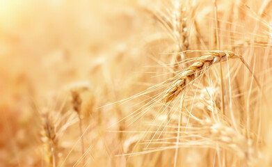 Wheat fields. Golden wheat ears.Rich Harvest Concept. Background of ripening ears of fieldwheat.