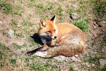 Wild fox resting on the lawn. Red-haired young fox lies on the grass. Belorussian reserve. Closed view.
