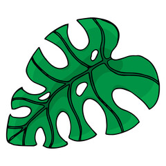 Leaf of the tree. Palm leaf. Vector illustration of a falling leaf of a tree. Hand drawn tree leaf.