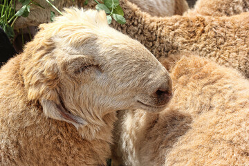 Closeup of beautiful Goat.