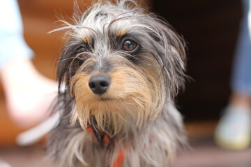 Yorkshire terrier mestizo dog. Shot from the dog level. Eyes in focus. Closeup. Some human feet on background in blur