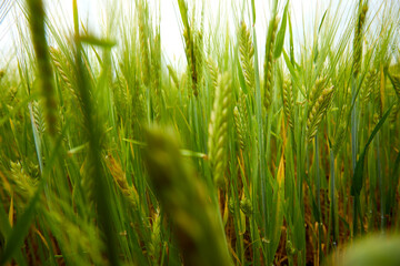 green wheat field on the farm field