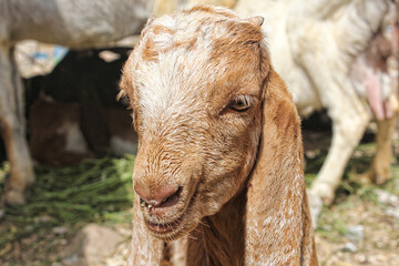 Fototapeta premium Closeup of beautiful Goat.