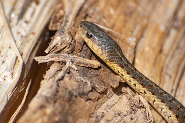 close up of a snake on the ground