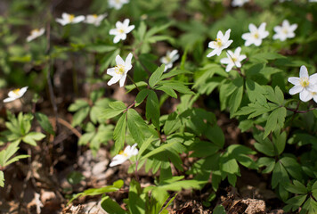 Beautiful white flowers in the spring forest in Belarus. First flowers after snowy winter.