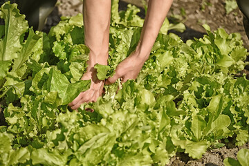 Girl farmer harvesting lettuce leaves on the field. Organic vegan farm products.
