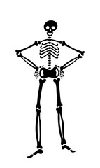 Fototapeta na wymiar human skeleton stands straight with arms akimbo. human bones put hands on hips. vector illustration for halloween