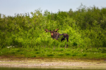Moose (Alces alces). A large elk stands among the bushes on the bank of the river. Wild animal in its natural habitat. Wildlife of Siberia. The nature of Chukotka and the far east of Russia.