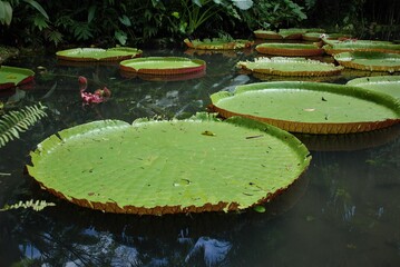 Giant water lilies in the Amazon region