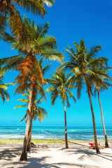 Fototapeta na wymiar White sandy beach with palm trees
