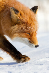 Obraz premium Red fox walks carefully through the snow. Fox face close-up. Snow-covered winter tundra. Wildlife of the Arctic. Wild animals of Siberia. Nature of the polar region.