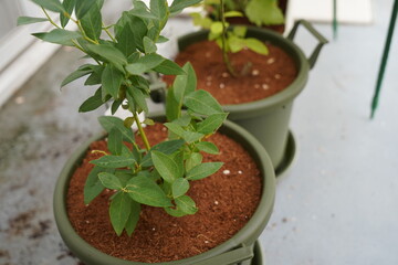 趣味のプランター栽培