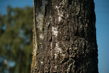 Closeup birch trunk against a blue sky.