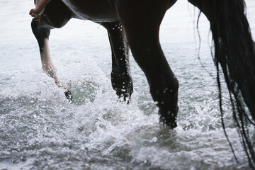 Detailansicht von Pferdebeinen die durch Wasser laufen © Talitha