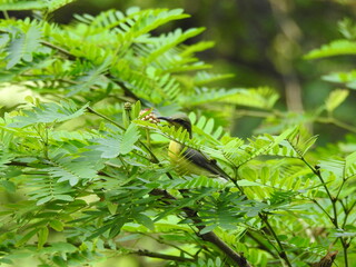 leaves of  a tree and a bird