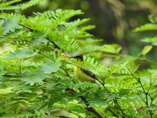 beautiful nature and a bird