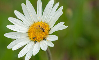 Obraz premium Daisy Flower and wasp