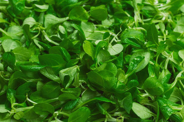 Mash salad on white background.