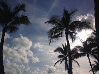 in the shade of the palm trees