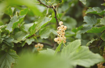 White currant berries on a bush