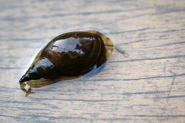 Eine Nahaufnahme einer Lymnaea stagnalis Spitzschlammschnecke, einer Teichschnecke.
