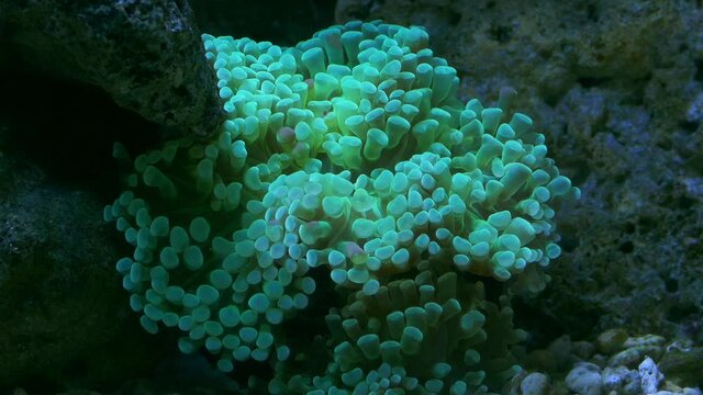 Bright fluffy Sea Anemon close -up in slow movement. Coral reef. Underwater macro 4K video