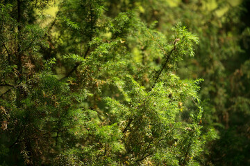 Part of conifer in the forest on a summer day. © pushann