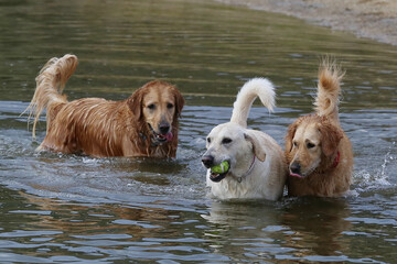 juego de perros